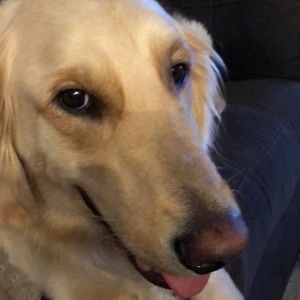 Meet your Posher, Toni